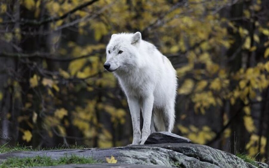 Rovaniemi: Ranua Zoo Visit with Lunch - Price and Value: Is $258 Worth It?