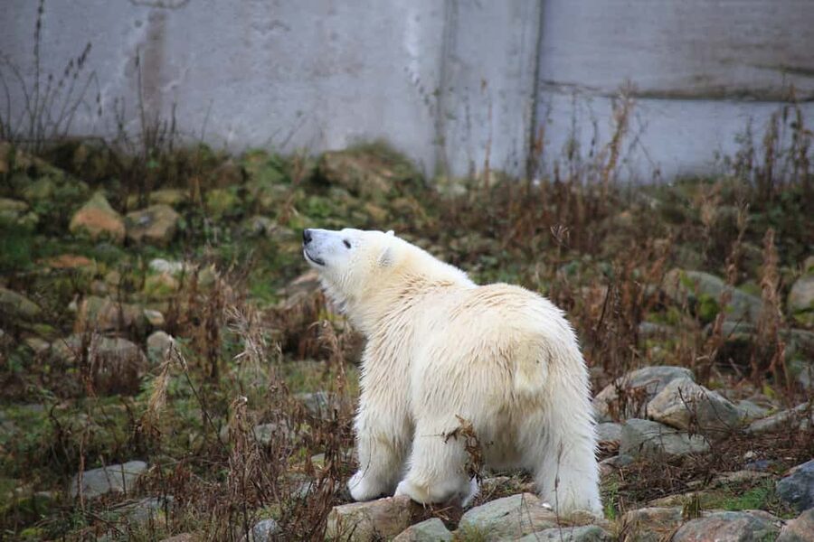 Rovaniemi: Ranua Zoo Wildlife Park Tour with hotel pickup - Hotel pickup to the Ranua entrance: how the day actually flows