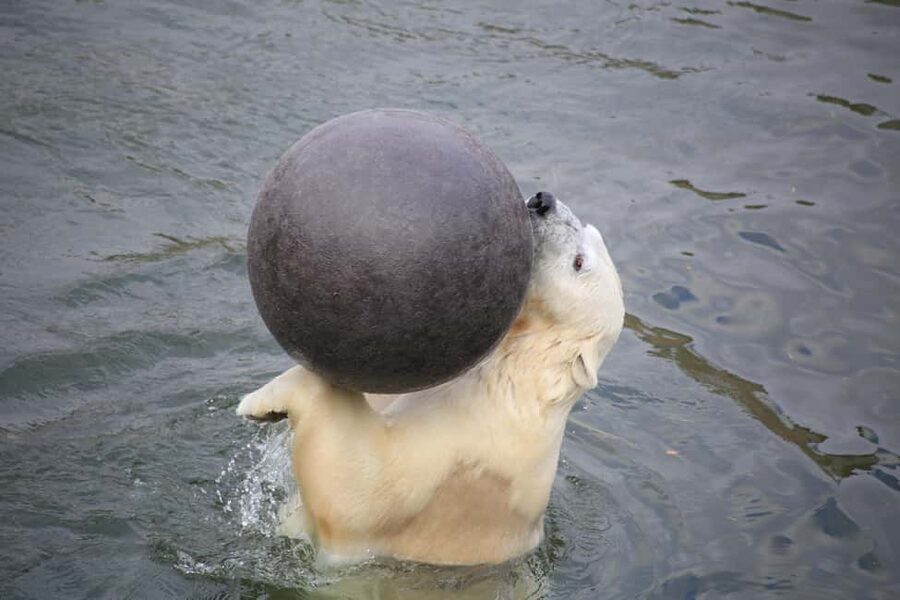 Rovaniemi: Ranua Zoo Wildlife Park Tour with hotel pickup - Arctic animals in natural habitats: what you should look for