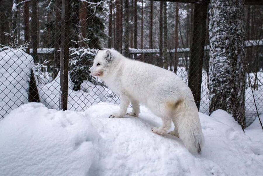 Rovaniemi: Ranua Zoo Wildlife Park Tour with hotel pickup - Price and value: is $135 worth it for Ranua?