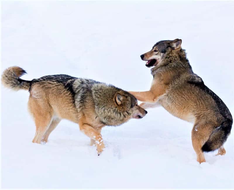 Rovaniemi: Ranua Zoo Wildlife Park Tour with hotel pickup - The guided zoo walk: 2.5 km, less than two hours, and a calm pace
