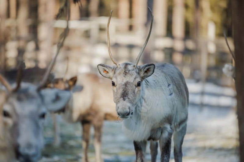 Rovaniemi: Reindeer Experience with Sleigh Ride - Reindeer Manor, the 20-Minute Trip That Sets the Mood