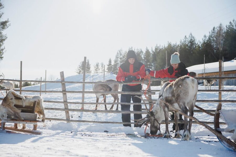 Rovaniemi: Reindeer Experience with Sleigh Ride - Hot Juice, Biscuits, and a Cozy Hut Break