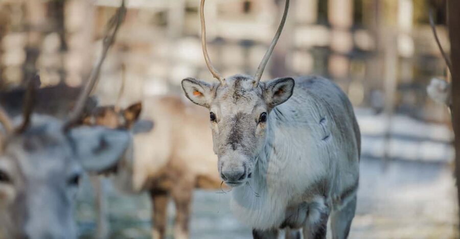 Rovaniemi: Reindeer Experience with Sleigh Ride - Who This Tour Fits Best in Rovaniemi