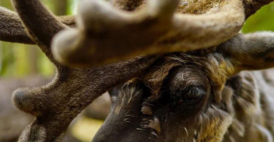 Rovaniemi: Reindeer Farm Visit in the Summer - Who this summer reindeer farm visit suits best