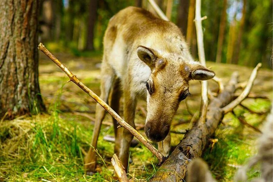 Rovaniemi: Reindeer Farm Visit in the Summer - Rovaniemi pickup and the 2.5-hour pacing