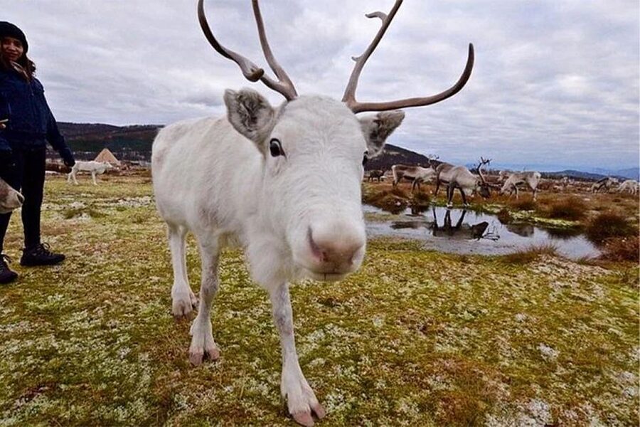 Rovaniemi: Reindeer Farm Visit in the Summer - Lunch and Finnish snacks: where the value shows up
