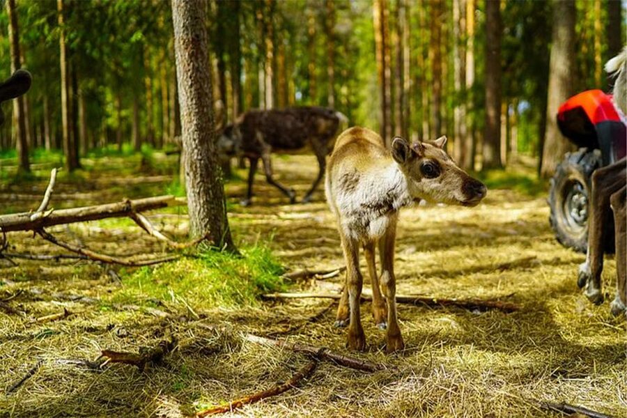 Rovaniemi: Reindeer Farm Visit in the Summer - Group size, timing changes, and weather reality
