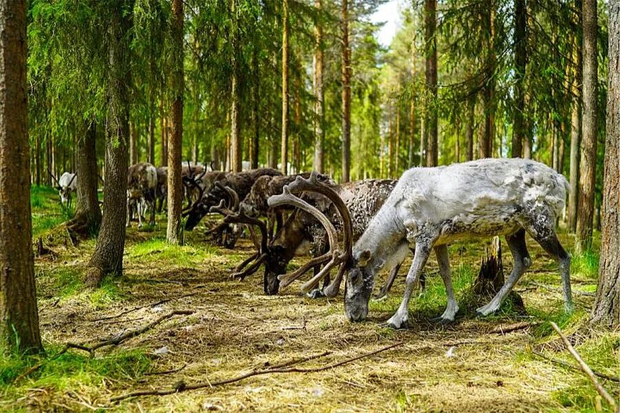 Rovaniemi: Reindeer Farm Visit in the Summer - What to wear and how to get the best moment