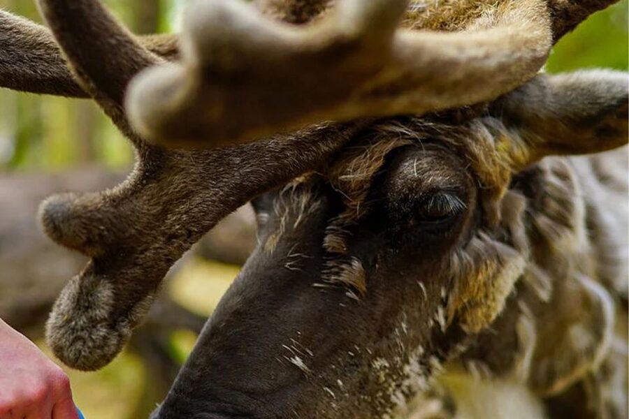 Rovaniemi: Reindeer Farm Visit in the Summer - Meeting the herd: greeting, feeding, and photo moments