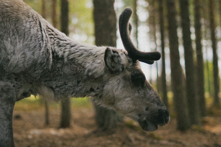 Rovaniemi: Reindeer Farm Visit with Photographer - Why a reindeer farm plus a photographer beats the usual factory tour