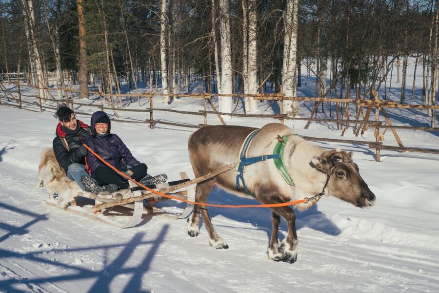 Rovaniemi: Reindeer Farm Visit with Photographer - Photo results: professional images, plus how to get your best shots