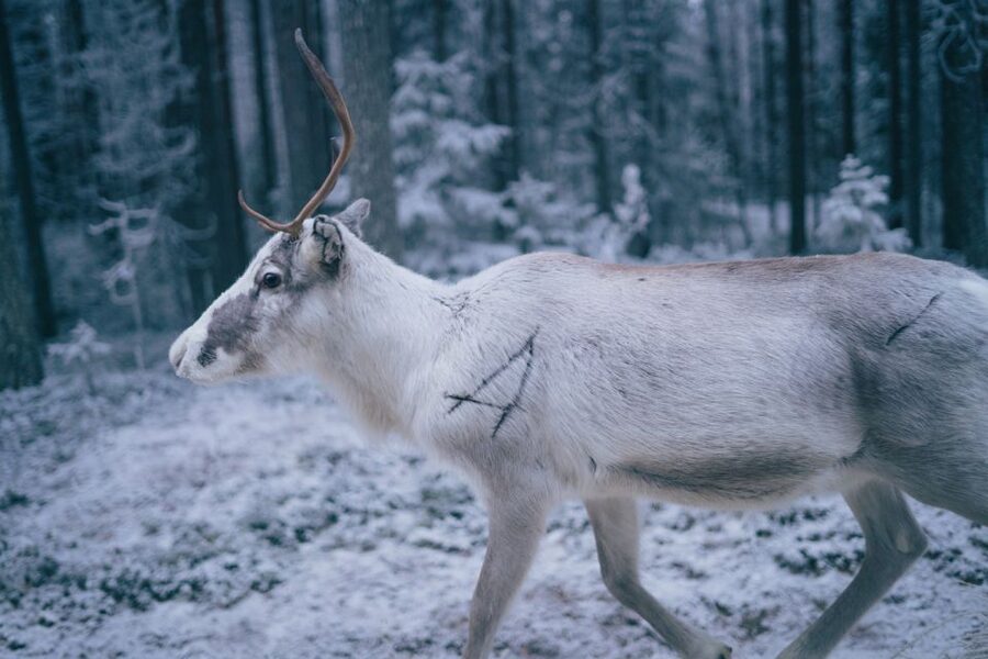 Rovaniemi: Reindeer Farm Visit with Photographer - Small group dynamics: why max 8 people can feel like a private moment
