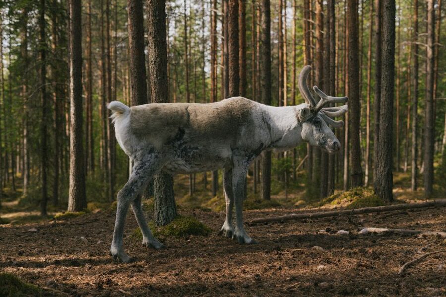 Rovaniemi: Reindeer Farm Visit with Photographer - Who should book this tour, and who might want something else