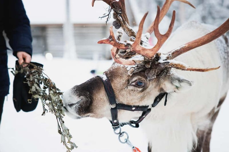 Rovaniemi: Reindeer, Huskies & Santa Claus Village - A Lapland Day That Actually Stacks the Right Moments (6 Hours in Rovaniemi)