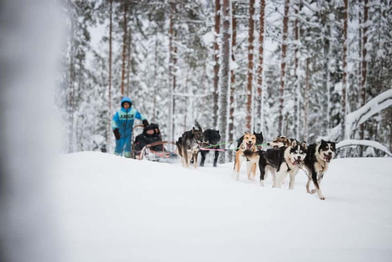 Rovaniemi: Reindeer, Huskies & Santa Claus Village - Huskies in action: the 500m Alaskan husky sled ride