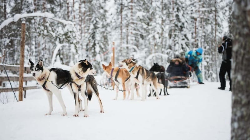 Rovaniemi: Reindeer, Huskies & Santa Claus Village - Mini snowmobiling for kids under 150cm (10 minutes on a track)