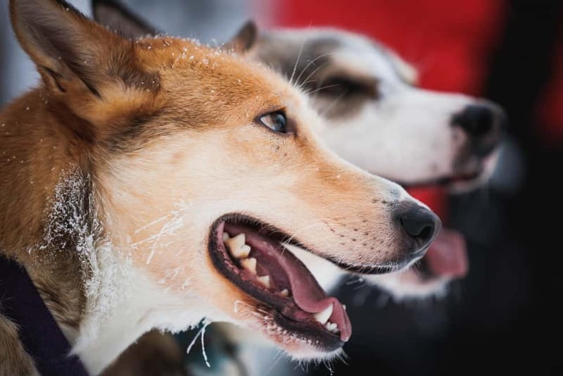 Rovaniemi: Reindeer, Huskies & Santa Claus Village - Price and value: is $213 worth it for Rovaniemi animals and Santa?