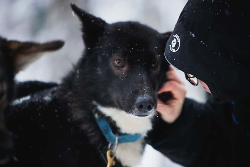 Rovaniemi: Reindeer, Huskies & Santa Claus Village - Who this Rovaniemi tour fits best (and who should skip it)