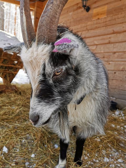Rovaniemi: Reindeer, Huskies, Santa's Pets & Aurora Hunt - Key things that make this tour work