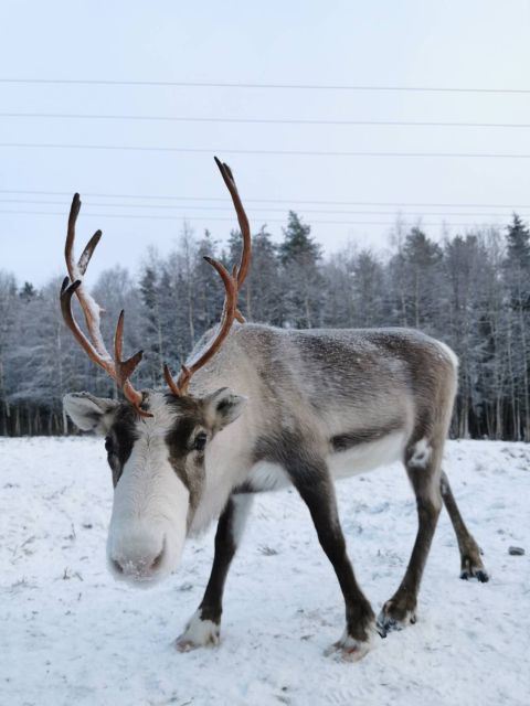 Rovaniemi: Reindeer, Huskies, Santa's Pets & Aurora Hunt - Should you book this tour?
