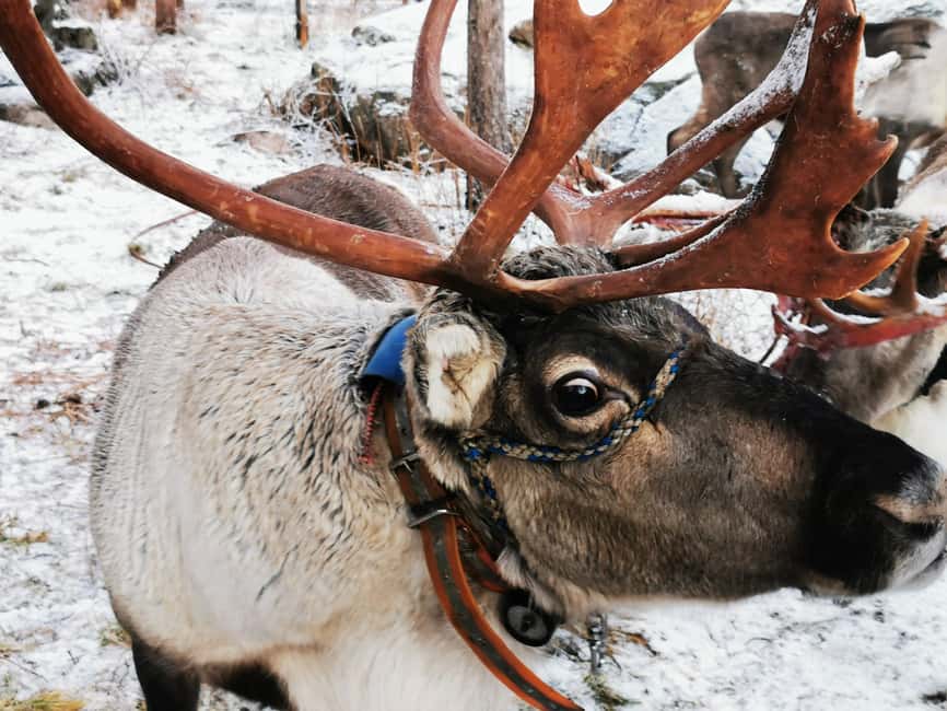 Rovaniemi: Reindeer, Huskies, Santa's Pets & Aurora Hunt - 7 hours of Lapland magic, split into a morning and a night hunt