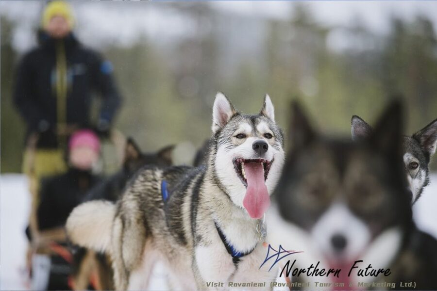 Rovaniemi: Reindeer, Huskies, Santa's Pets & Aurora Hunt - Husky time that actually fits a winter day: 500m ride plus husky visit