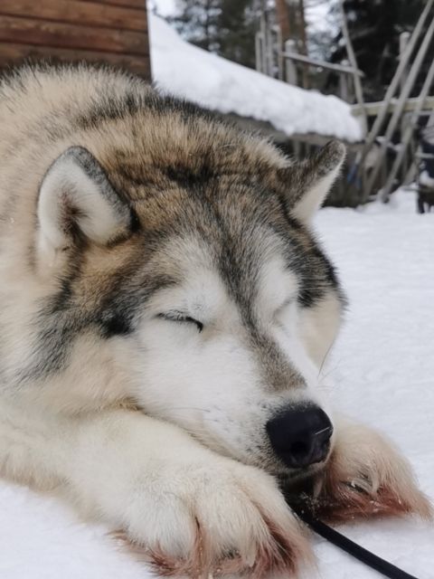 Rovaniemi: Reindeer, Huskies, Santa's Pets & Aurora Hunt - What you’re paying for: $271 for animal encounters plus real aurora support