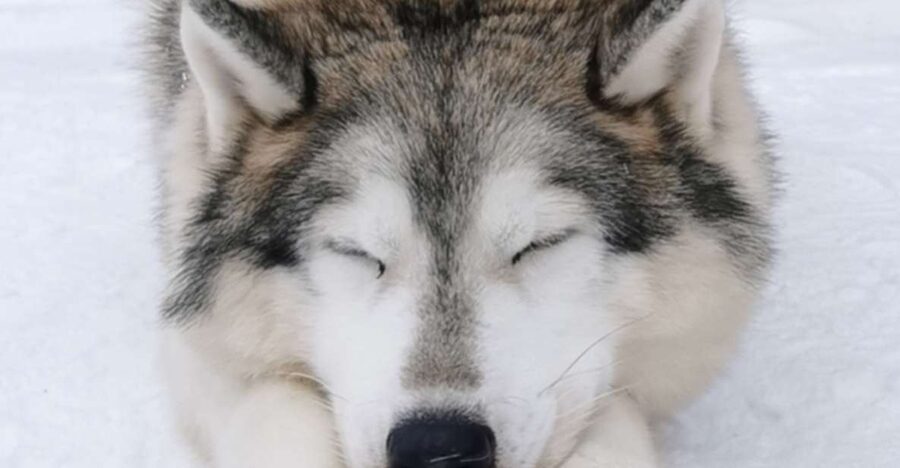 Rovaniemi: Reindeer, Huskies, Santa's Pets & Aurora Hunt - Arctic clothing reality check: what to bring, and what might be worth renting