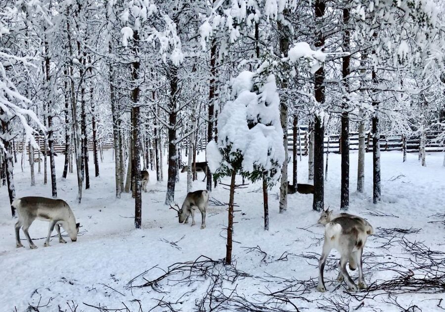 Rovaniemi: Reindeer Sleigh Ride with Hot Drink and Cookies - A classic Rovaniemi choice, with real farm context