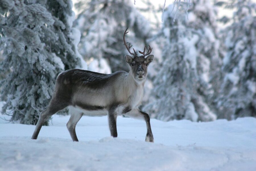 Rovaniemi: Reindeer Sleigh Ride with Hot Drink and Cookies - Who should book this reindeer sleigh ride