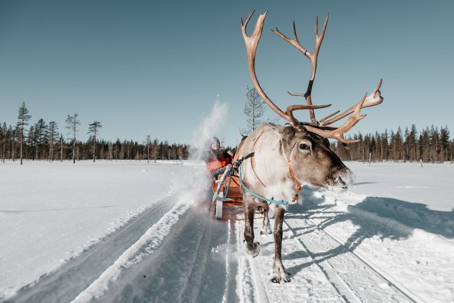 Rovaniemi: Reindeer Sleigh Ride with Hot Drink and Cookies - The 1.5 km sleigh ride through the frozen forest