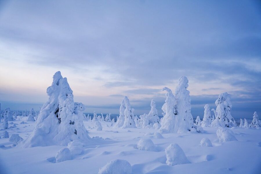 Rovaniemi: Riisitunturi National Park Day Trip with Lunch - Key Things to Know Before You Go