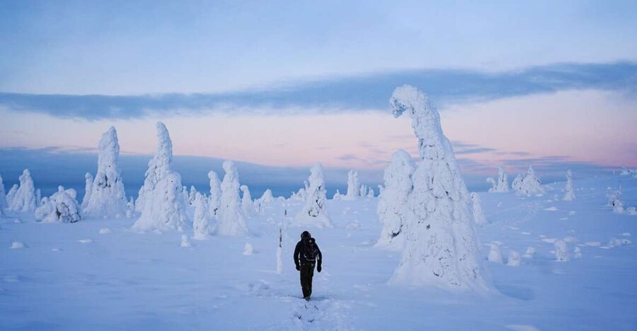 Rovaniemi: Riisitunturi National Park Day Trip with Lunch - Riisitunturi’s Snow-Laden Trees: The Arctic Scene You Came For