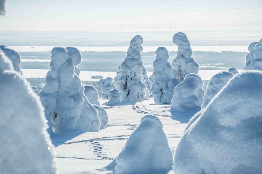 Rovaniemi: Riisitunturi National Park with Pro Photos & BBQ - Group size and guide attention, why it feels personal