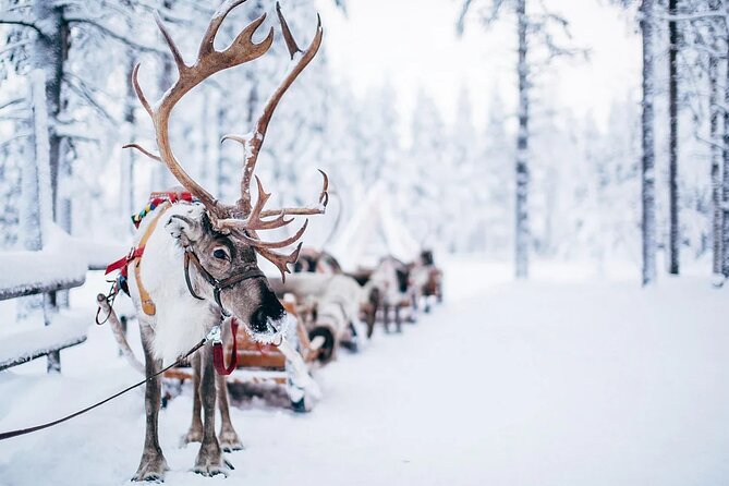 Rovaniemi Santa Claus Village Husky Reindeer Farm Arctic Museum - Who should book this Rovaniemi day tour?
