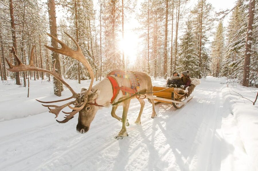 Rovaniemi: Santa Claus Village + Husky & Reindeer Sled Ride - Husky farm husky safari, plus time with the kennel dogs