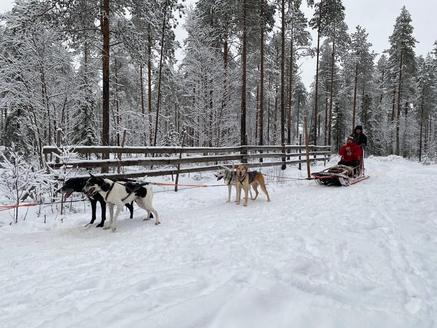 Rovaniemi: Santa Claus Village Tour Huskies & Reindeer ride - Price and value check for about $235