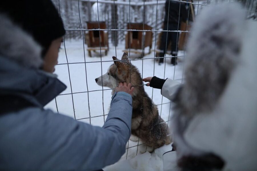 Rovaniemi: Santa Claus Village Tour Huskies & Reindeer Visit - Meeting Santa Claus and Sending a Postcard from His Office