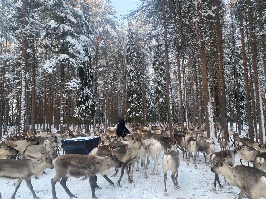 Rovaniemi: Santa Claus Village Tour Huskies & Reindeer Visit - The Best and Most Questionable Parts of the Day