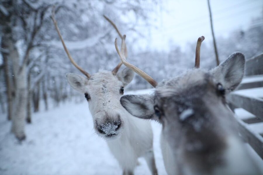 Rovaniemi: Santa Claus Village Tour Huskies & Reindeer Visit - Should You Book It?