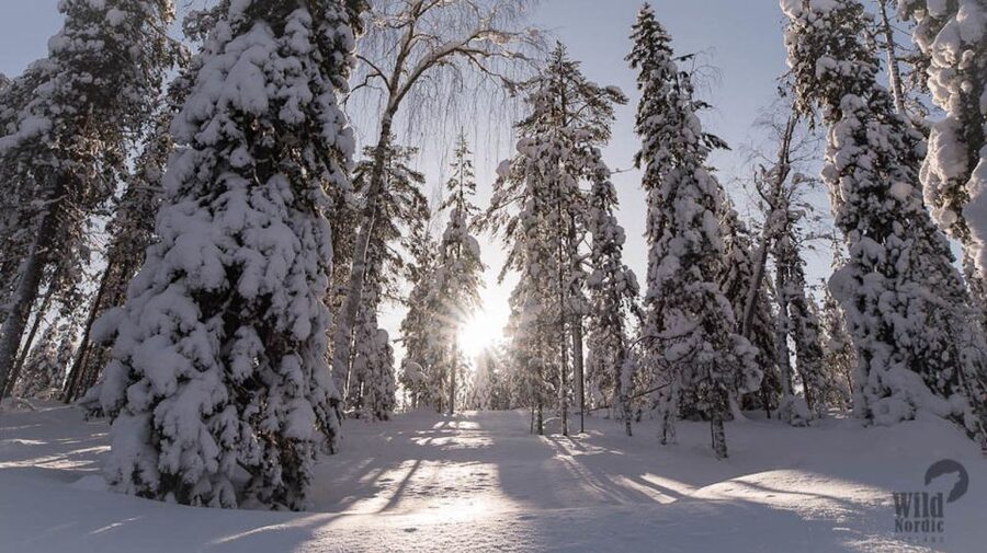 Rovaniemi: Snowmobile Safari into the Arctic Circle Forest - Riding the Arctic Circle Forest Trails, How the Route Feels