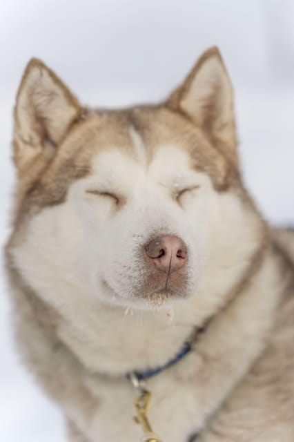 Rovaniemi: Snowmobile Safari, Reindeer & Husky Sleigh Ride - Key points worth knowing before you go