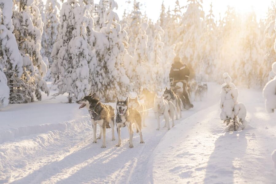 Rovaniemi: Snowmobile Safari, Reindeer & Husky Sleigh Ride - What This 4.5-Hour Arctic Combo Really Means for Your Day