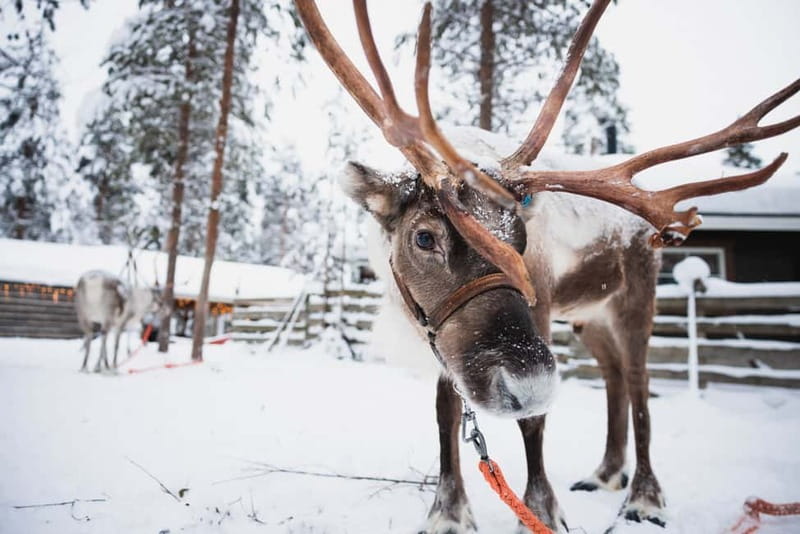 Rovaniemi: Snowmobile Tour and Reindeer Experience - The Reindeer Sledge Ride: Short, Sweet, and Informative