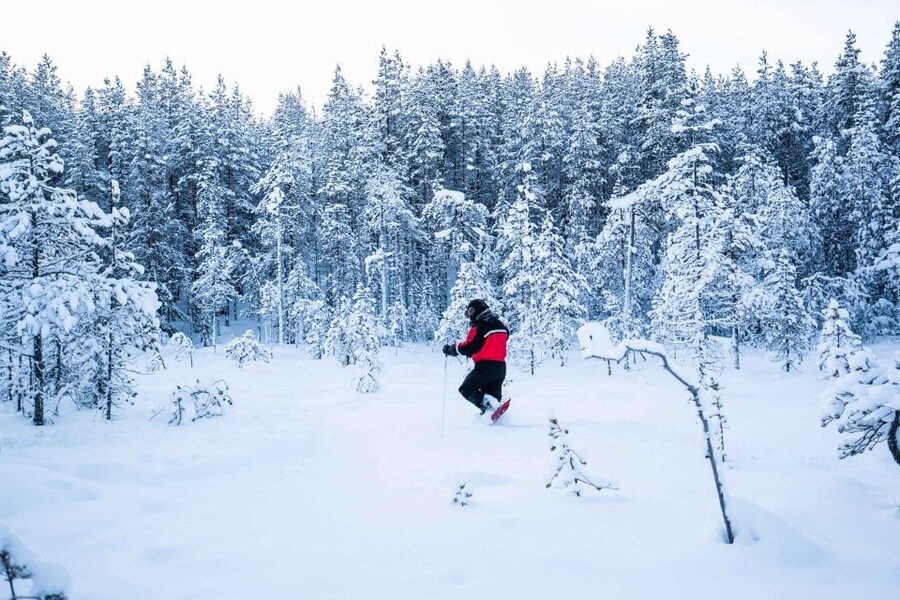 Rovaniemi: Snowshoe Wilderness Adventure - Gear and warmth: snowshoes, poles, and cold-proof clothing