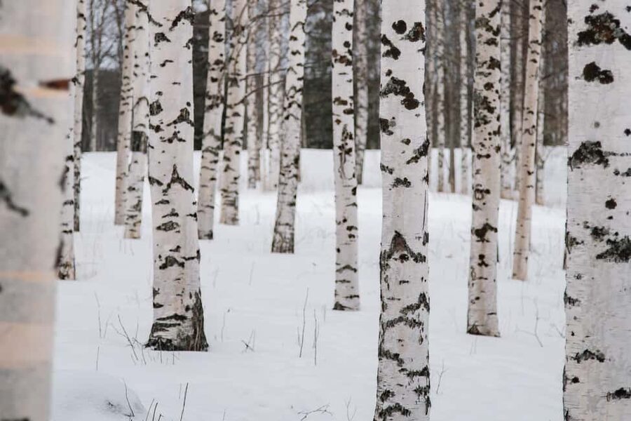 Rovaniemi: Snowshoeing in the Arctic Wilderness - The group size, languages, and guide attention you can count on