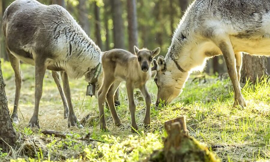 Rovaniemi: Summer Reindeer Farm Experience - Summer Reindeer Freedom: what makes this farm feel real