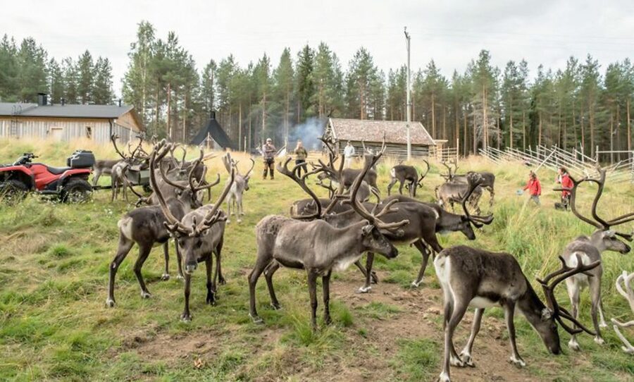 Rovaniemi: Summer Reindeer Farm Experience - Feeding reindeer in Lapland summer: what you’ll do