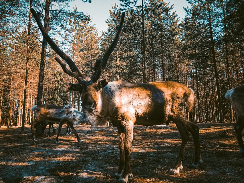 Rovaniemi: Summer Reindeer Farm Experience - Price and value: what you’re really paying for at $114